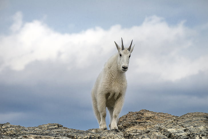 white ram goat on cliff