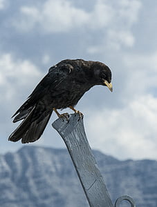 crow on gray post