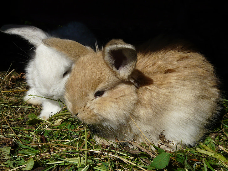 two white and brown rabbits