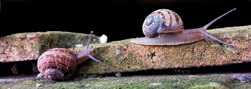 two snails on brown concrete pavement