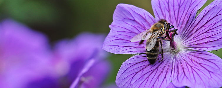 selective focus photo of honeybee perched on purple petaled flower at daytime