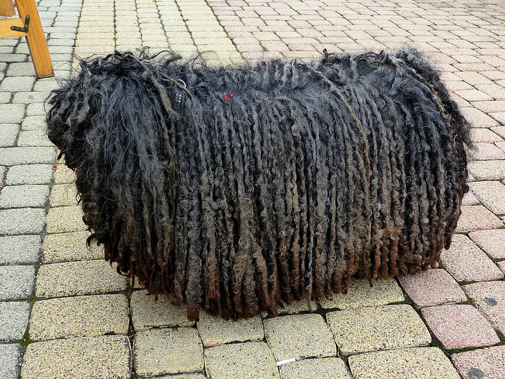 adult black puli standing on pavement