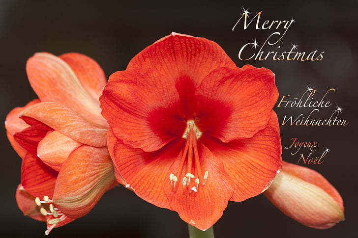 red amaryllis flowers with merry Christmas text overlay