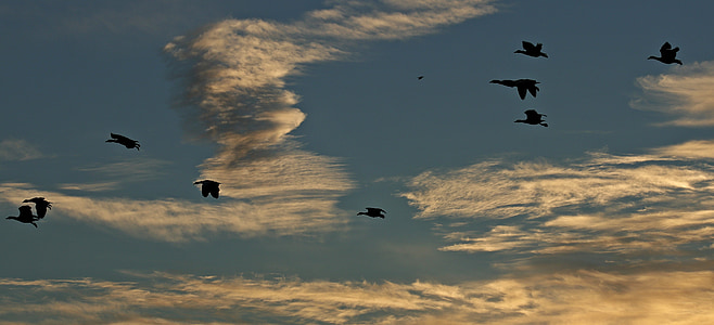silhouette of birds under blue sky