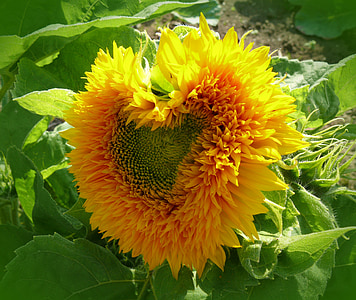 heart-shaped yellow sunflower during daytime