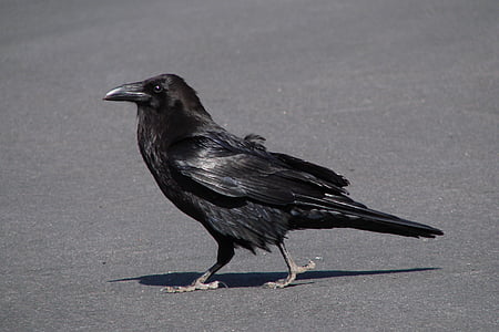 focused photo of black raven