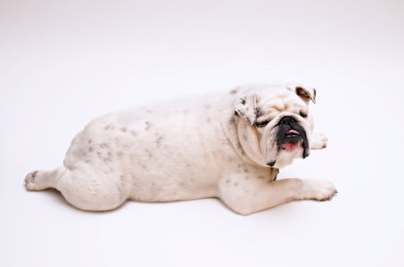 adult white English bulldog lying on white surface close-up photo