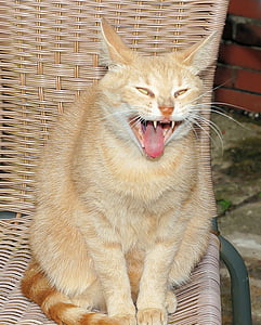 orange tabby cat sitting on brown rattan chair