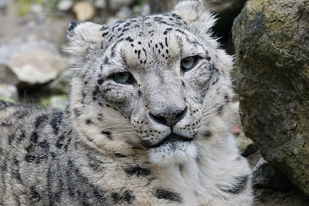 albino leopard
