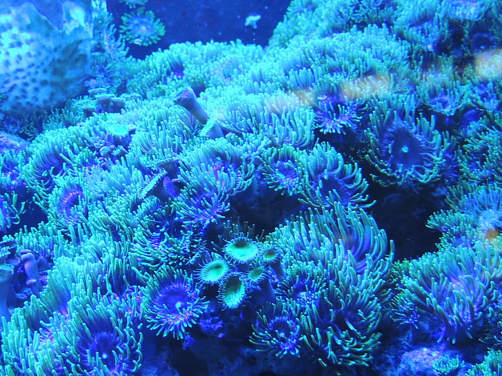blue corals under sea