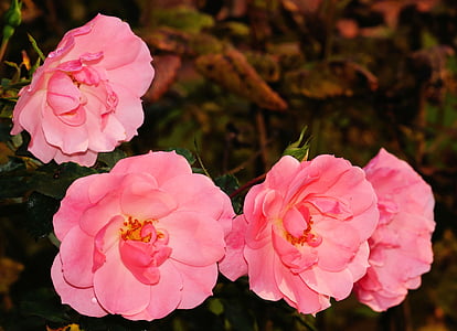 four pink rose flowers