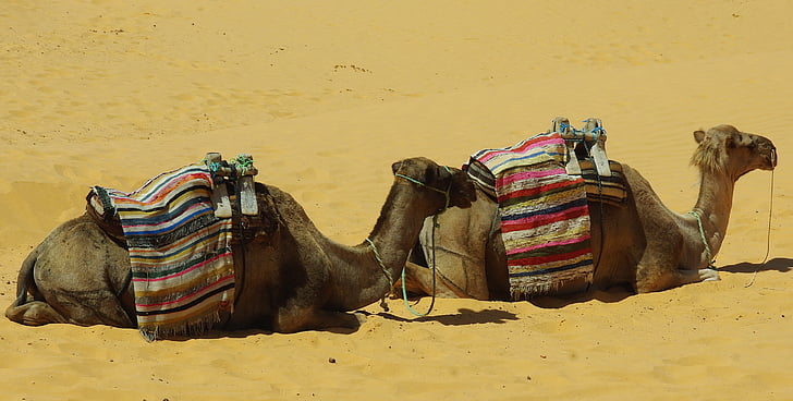 two camels lying on desert