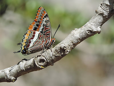 close-up photo of black and multicolored butterfly