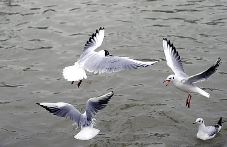 four Franklin's gulls on water during daytime