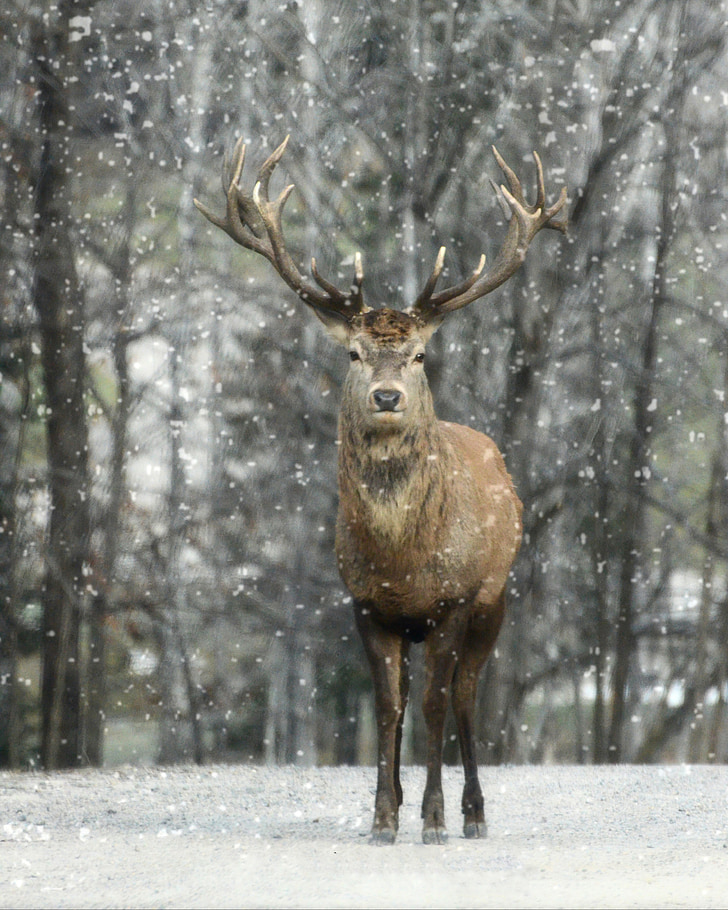 brown reindeer standing on snow during daytime
