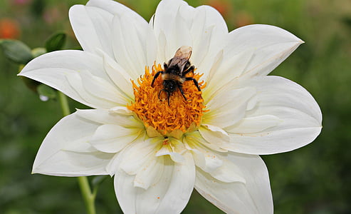 black bee on white petaled flower