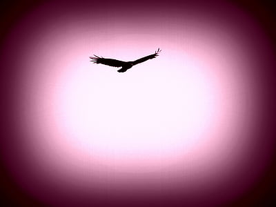 black bird flying artwork