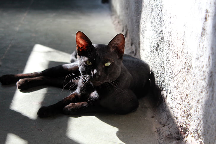 black cat lying on gray concrete pavement
