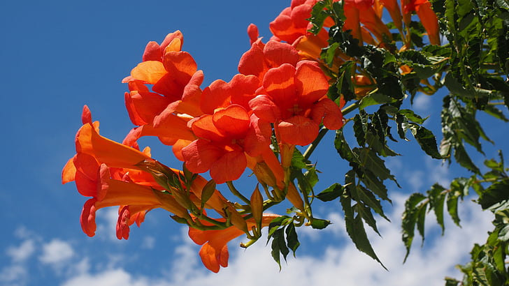 close up photography of orange bell flower