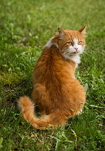 orange and white cat sitting on green grass