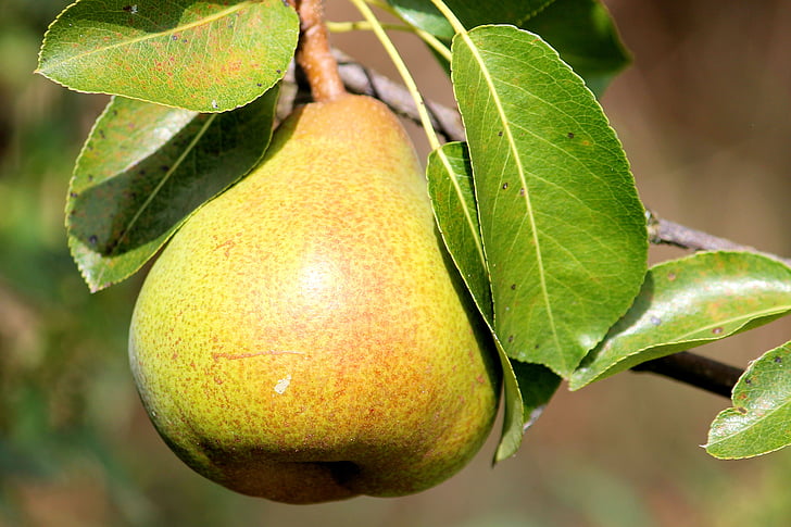 yellow pear on stem