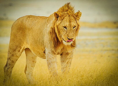 photo of lioness