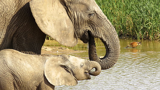 wildlife photography of elephant with baby