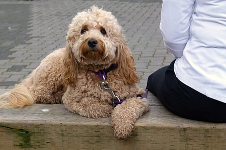 curly-coated brown dog