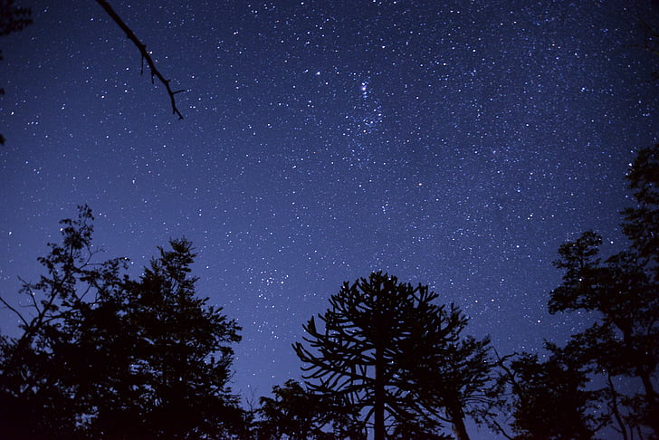 silhouette of trees under stars at night time