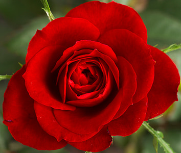 close up photo of red rose in bloom