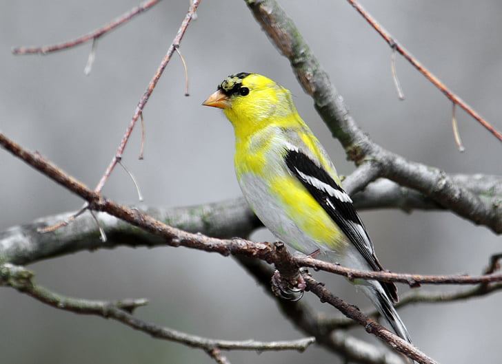 yellow and black bird perched on tree