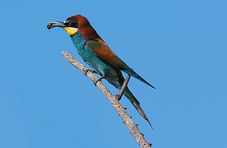 blue and brown bird on branch
