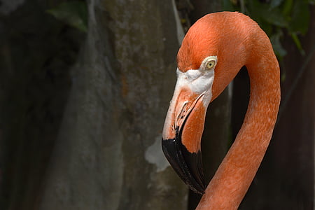 closeup photography of flamingo