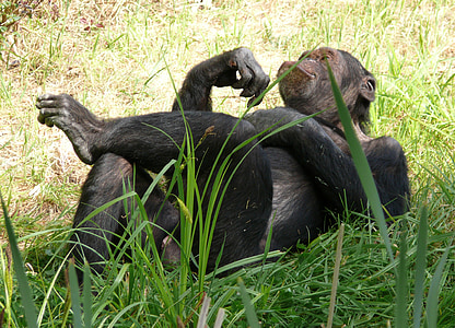 ape resting on couch grass
