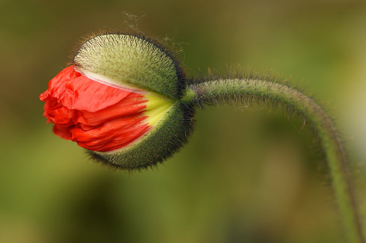 red tulip flower bud closeup photography