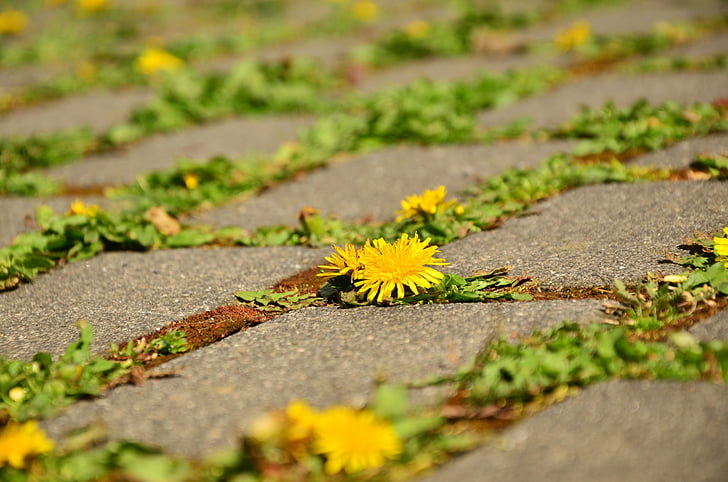 yellow petaled flowers on ground
