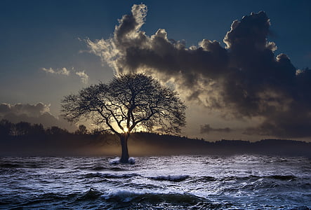 silhouette photo of tree near sea