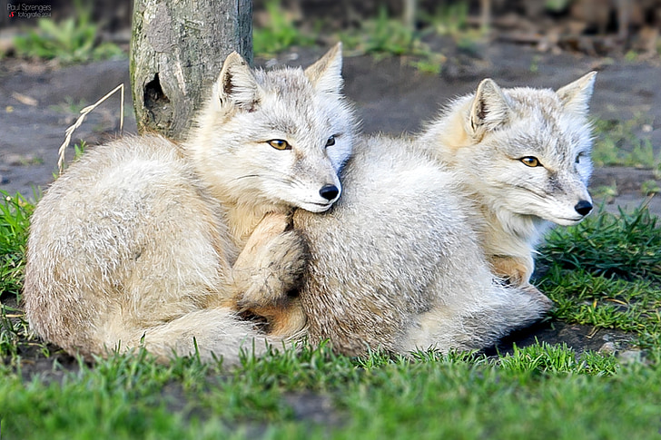 two gray wolf cubs on green lawn grass