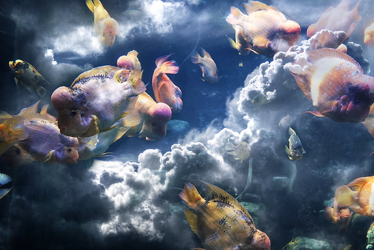 flower horn fish and clouds