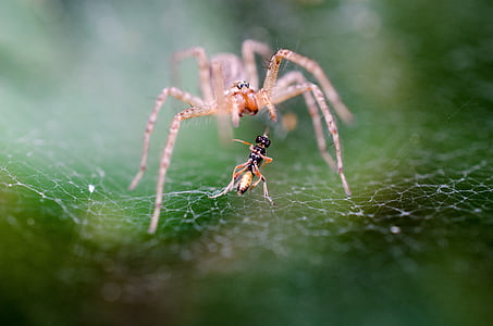 macro photography of brown spider on web