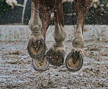 close-up of brown horse with grey horseshoes