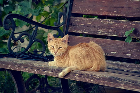 orange tabby cat on brown wooden bench