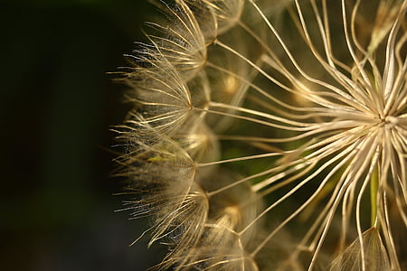 micro photography of white dandelion flower