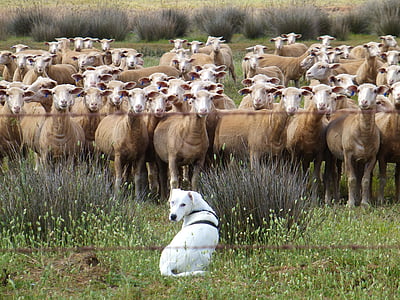 white dog sitting in front of herd of brown sheep during daytime