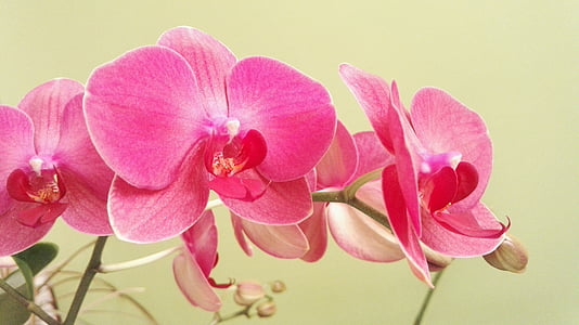 pink moth orchids