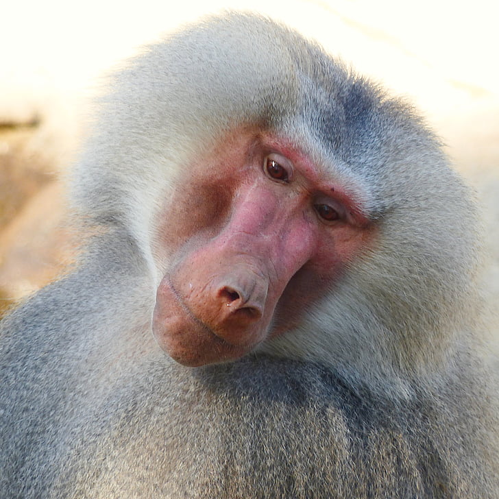 baboon leaning face sideways
