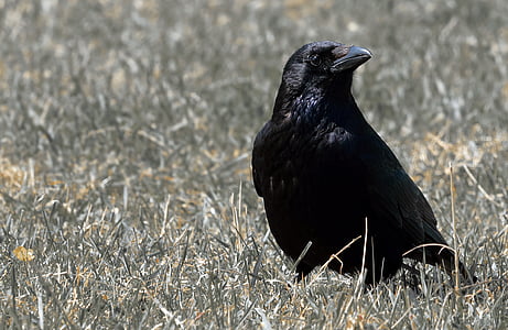 black bird on green grass