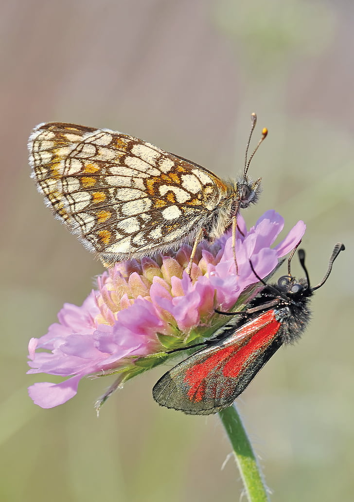 two red, brown, and gray moths perched on purple petaled flower in close-up photography