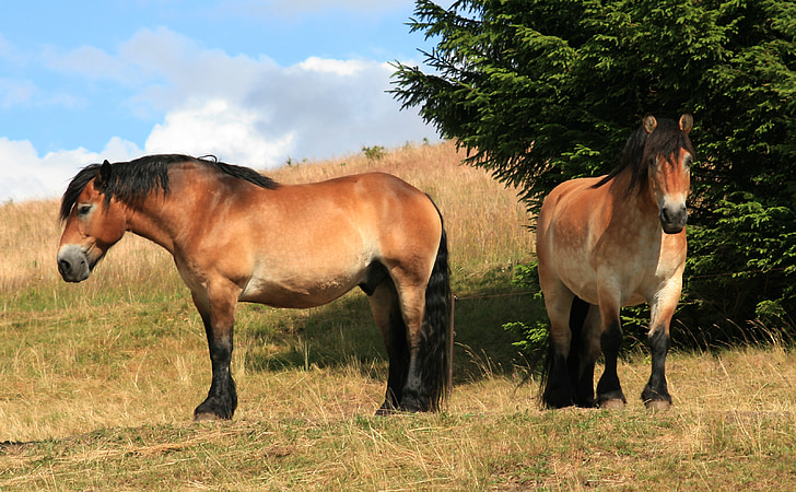 two brown stallion horses on green and brown grass field near green tree under blue cloudy sky \