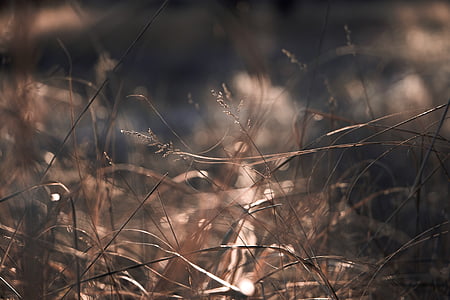 shallow focus photography of brown wheats during daytime